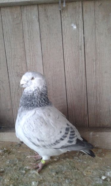 M2016 - Cuci -Albastri- Matca 2018