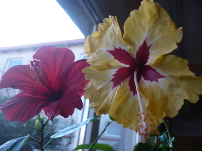 P1360148 - HIBISCUSI 2018-1