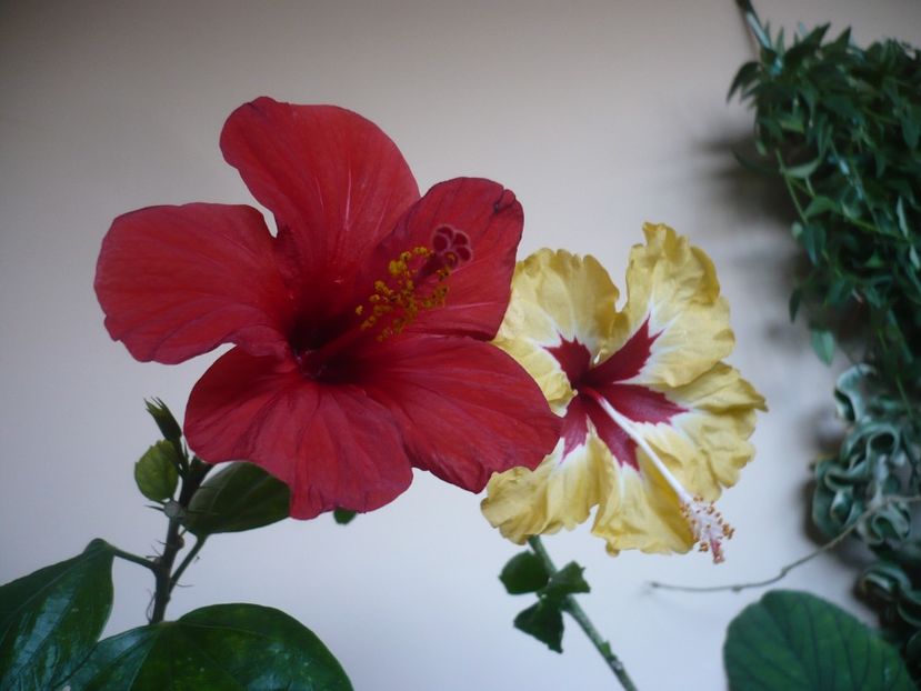P1360150 - HIBISCUSI 2018-1