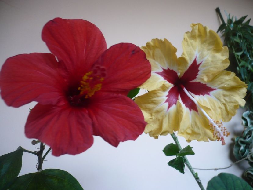 P1360151 - HIBISCUSI 2018-1