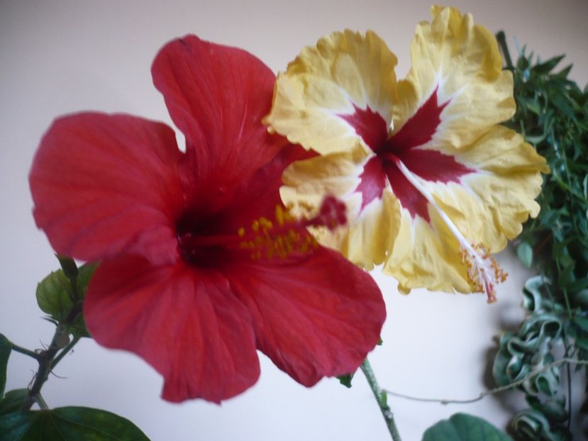 P1360154 - HIBISCUSI 2018-1