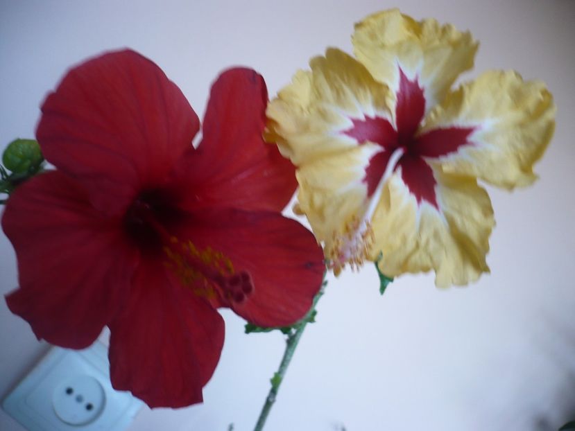 P1360155 - HIBISCUSI 2018-1