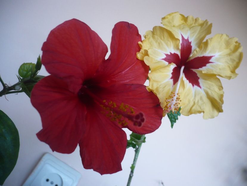 P1360156 - HIBISCUSI 2018-1