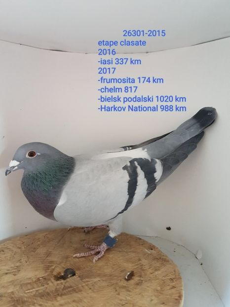 textgram_1517303229 - 5-Cativa porumbei din lotul de zbor 2018