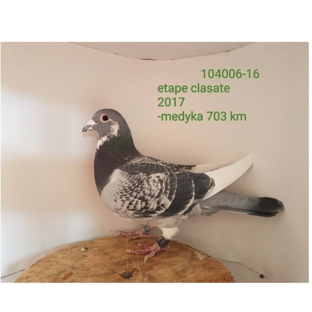 textgram_1517303750 - 5-Cativa porumbei din lotul de zbor 2018