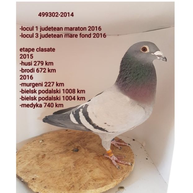 textgram_1517304400 - 5-Cativa porumbei din lotul de zbor 2018