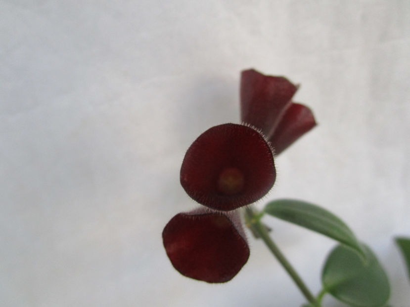 Aeschynanthus Lobbianus(30-01-2018)\ - Gesneriaceae 2018