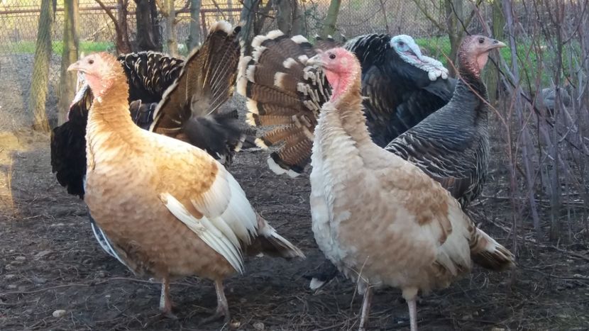 Curci comune - AContact