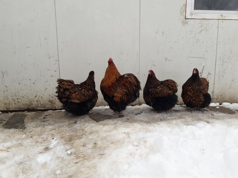 30 - 01 - 2018 - G ORPINGTON G -N