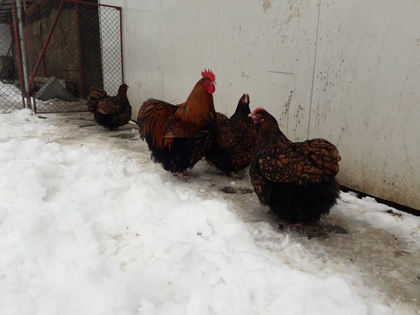 30 - 01 - 2018 - G ORPINGTON G -N