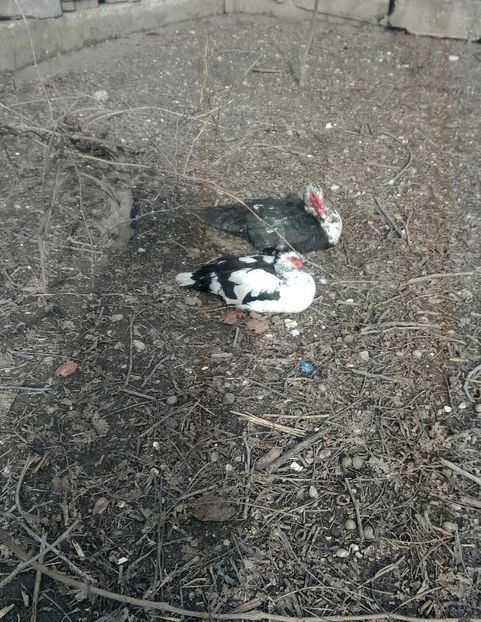 P_20180130_125918_1 - Rate lesesti