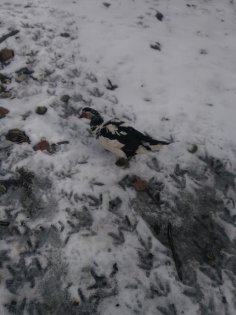 P_20180130_125815 - Rate lesesti