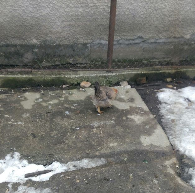 P_20180130_125804_1 - Gaini