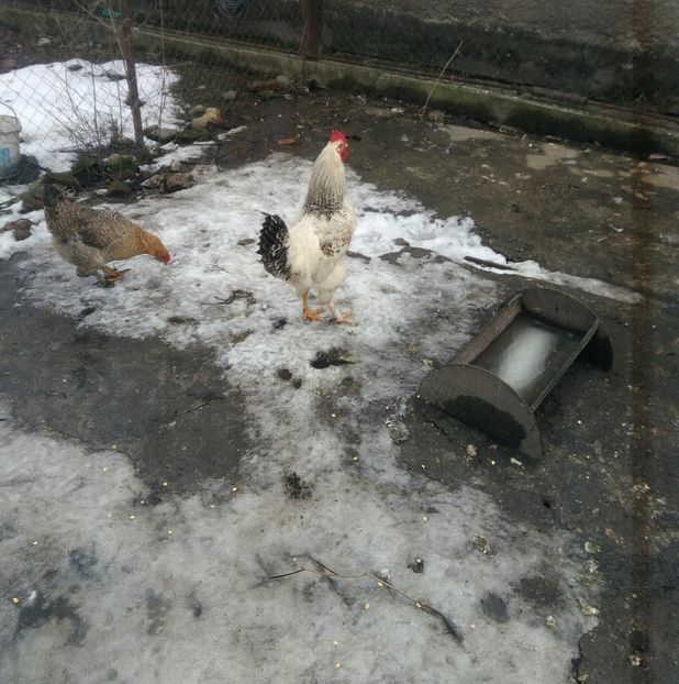 P_20180130_125736_1 - Gaini