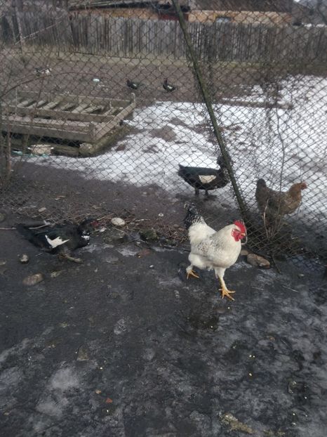 P_20180130_125720_1 - Gaini