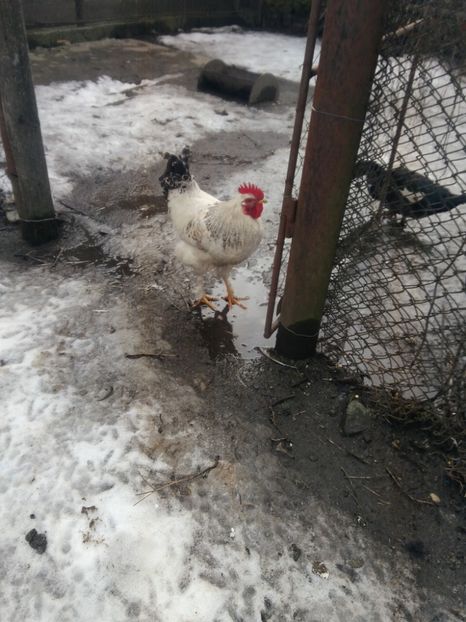 P_20180130_125845 - Gaini