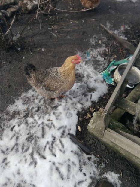 P_20180130_125835 - Gaini