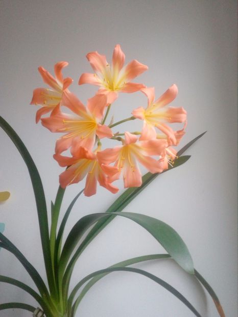 312  Pastel ex Pat Gore - CLIVIA