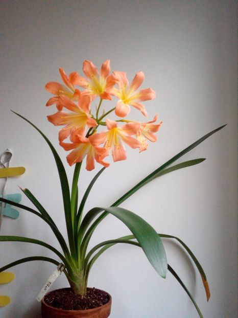  - CLIVIA