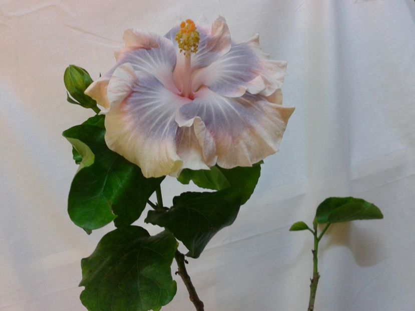 Fotografie0565 - HIBISCUS 2017---2018