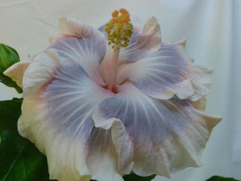 Fotografie0567 - HIBISCUS 2017---2018