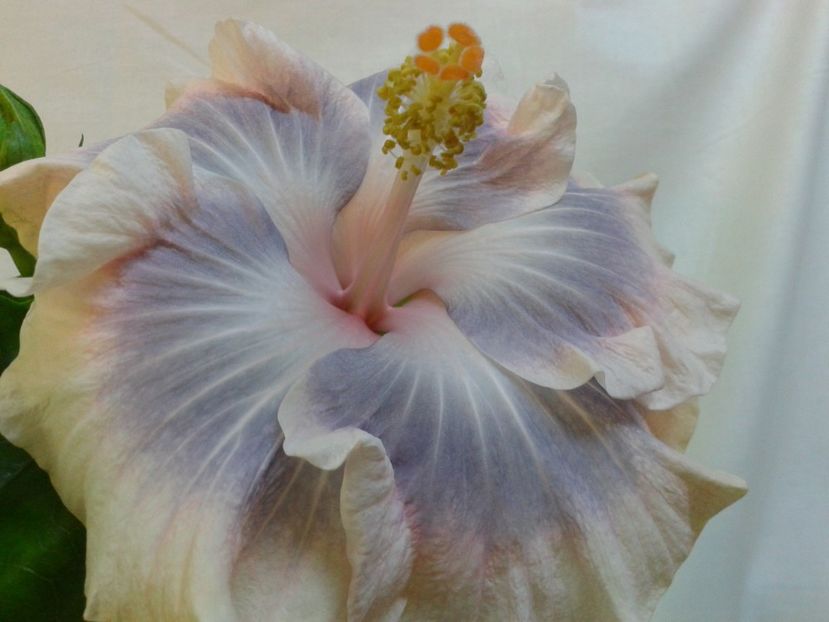 Fotografie0568 - HIBISCUS 2017---2018