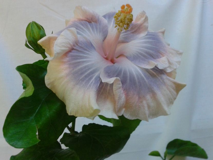 Fotografie0569 - HIBISCUS 2017---2018