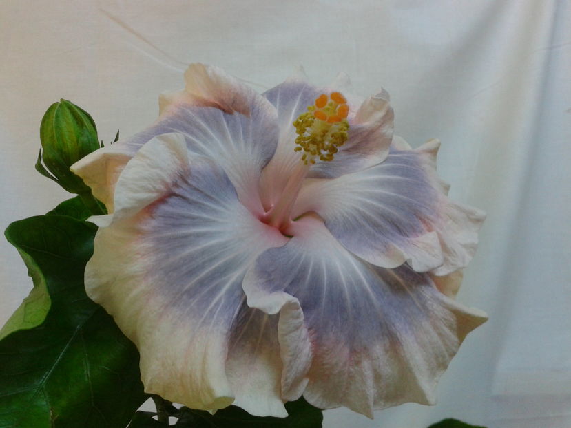 Fotografie0566 - HIBISCUS 2017---2018