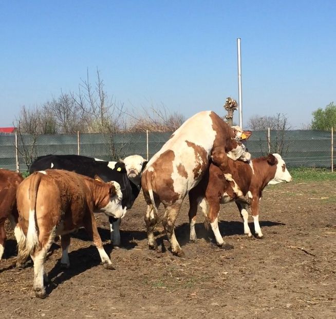 0A1C4F5D-EB2F-4919-87C9-FE9BF36DBC8C - vacile mele