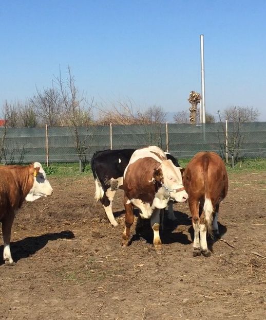 2C5BE093-828E-4D68-A936-82DC27240BE3 - vacile mele