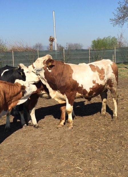 82E79EF5-C201-4D10-BE7A-E2EBFF5707D3 - vacile mele