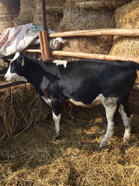 436B7822-9CBD-4242-B9A8-7D78D1E4CACB - vacile mele