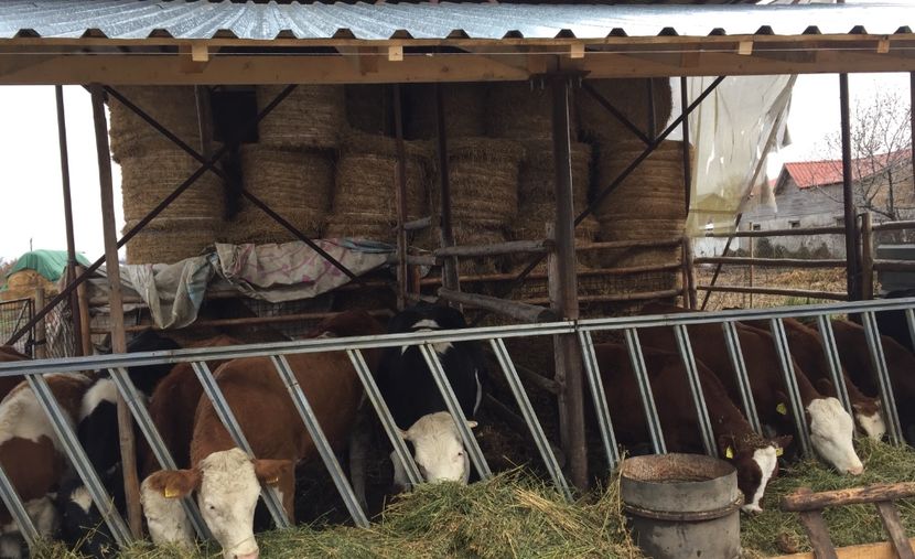 5A9FB5F4-FB26-4583-88B9-7A7F4FE28D3A - vacile mele