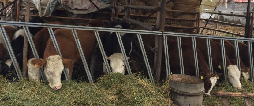 4616FF3B-08AF-4FAA-8B94-2D3138D05F24 - vacile mele