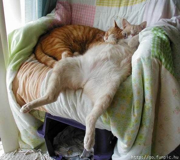 00029110 - pisicute haioase