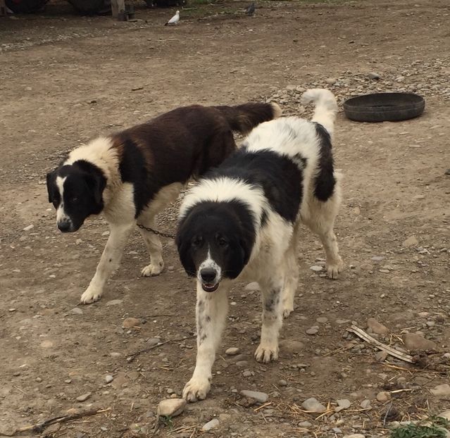 A5537D21-B682-48C6-A999-3B7CAB6A3839 - paza fermei