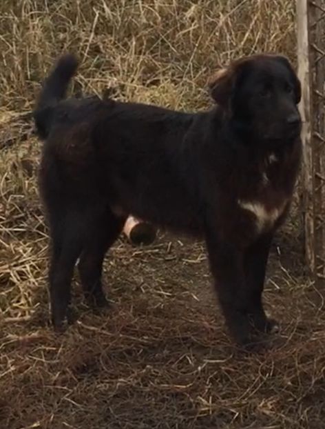 63063B89-7327-4ABC-BF2F-67A61E789388 - paza fermei