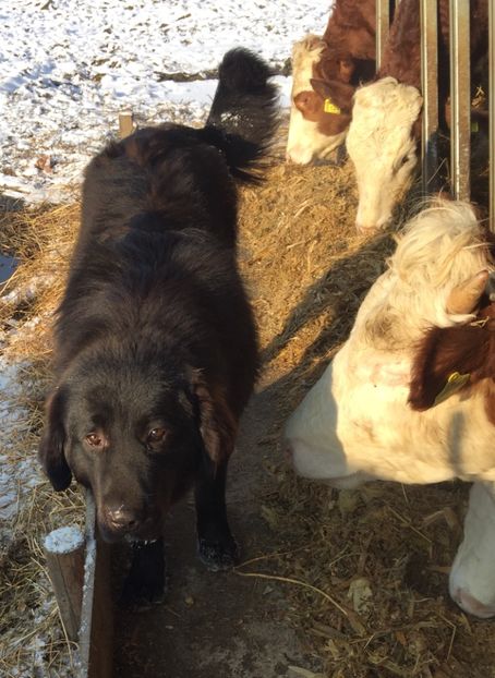 9F9D590B-1153-4249-99C4-52F7CAFD988B - paza fermei