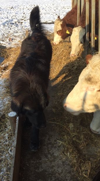 9D439EFC-8318-4BB8-A5BF-614B95B0202F - paza fermei