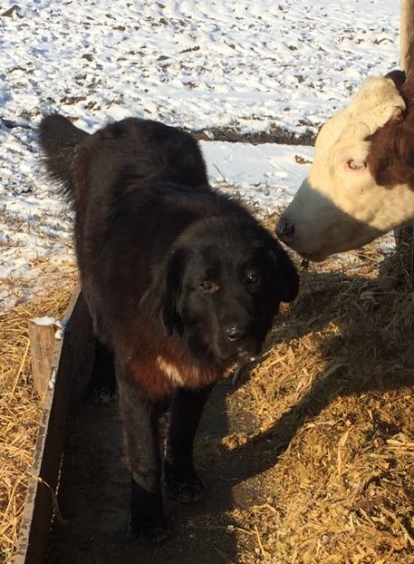 13B36335-A6FB-4D1C-92AB-947F1198C03E - paza fermei