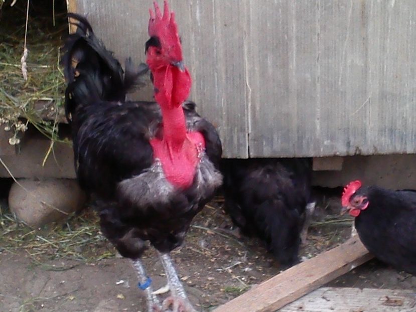 1 698 - A -DE VANZARE