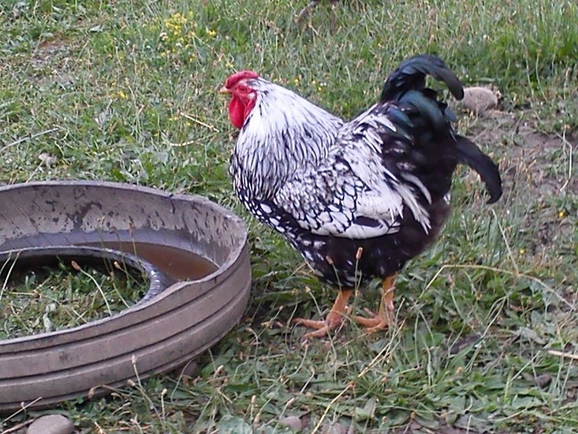 1 701 - A -DE VANZARE