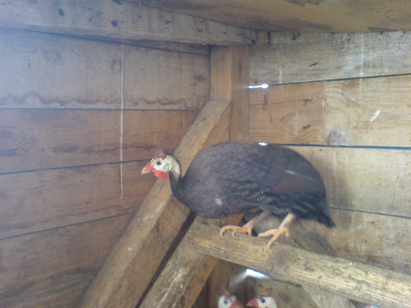 noi 095 - A -DE VANZARE