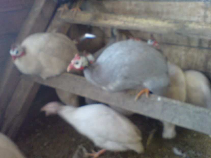 noi 096 - A -DE VANZARE