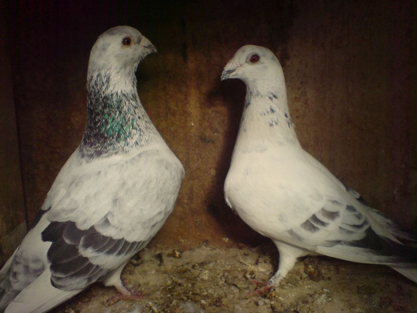 noi 110 - A -DE VANZARE