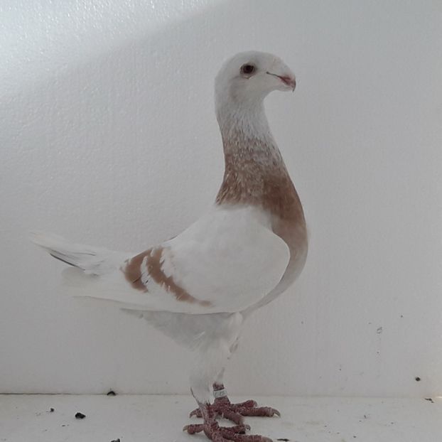 Mascul  2014 H - VOIAJOR GERMANI DE FRUMUSETE