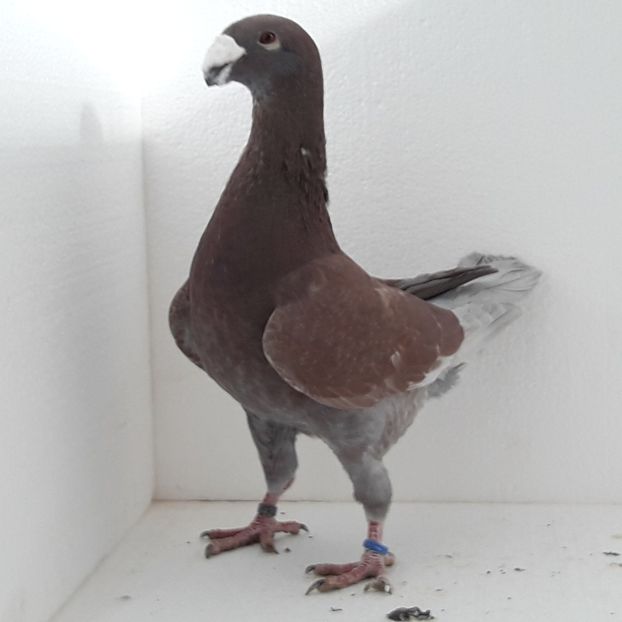 Mascul  2014 - VOIAJOR GERMANI DE FRUMUSETE