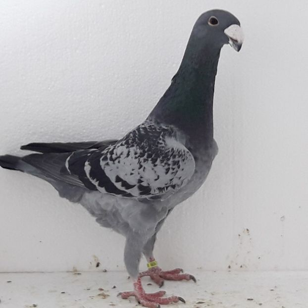 Acelasi - MASCULI GERMANI MATCA 2018