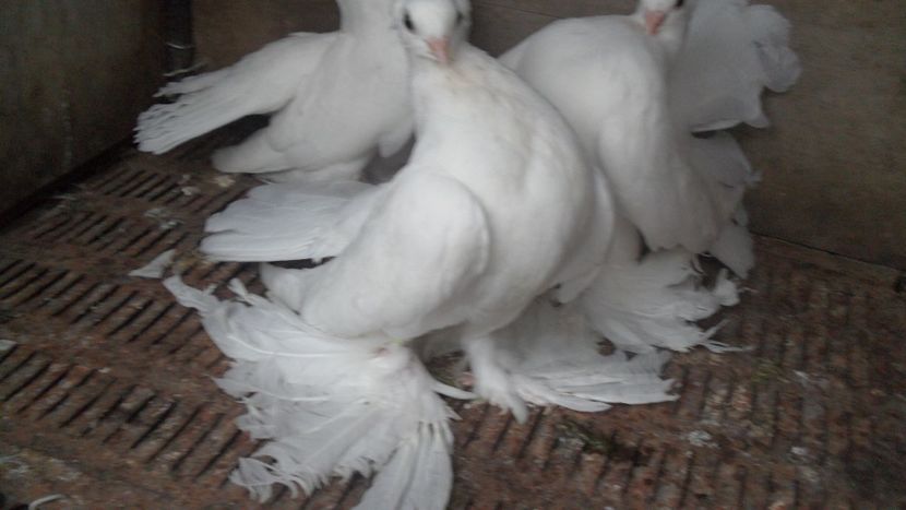 SAM_1544 - Jucatori Siberieni- matca 2018