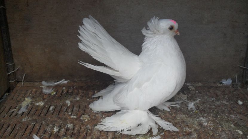 SAM_1903 - Jucatori Siberieni- matca 2018